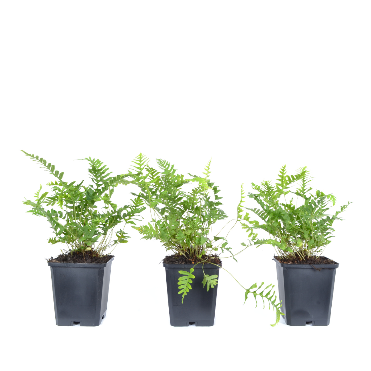 Polypodium vulgare