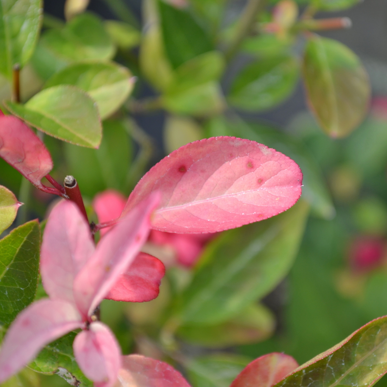 Herbstlaub