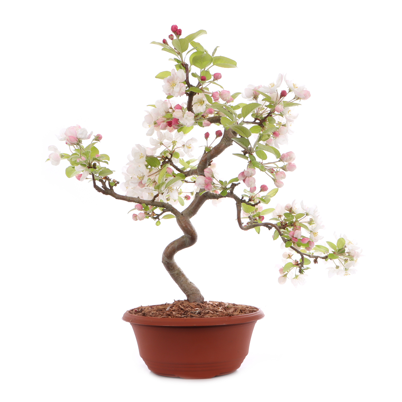 Malus spec.