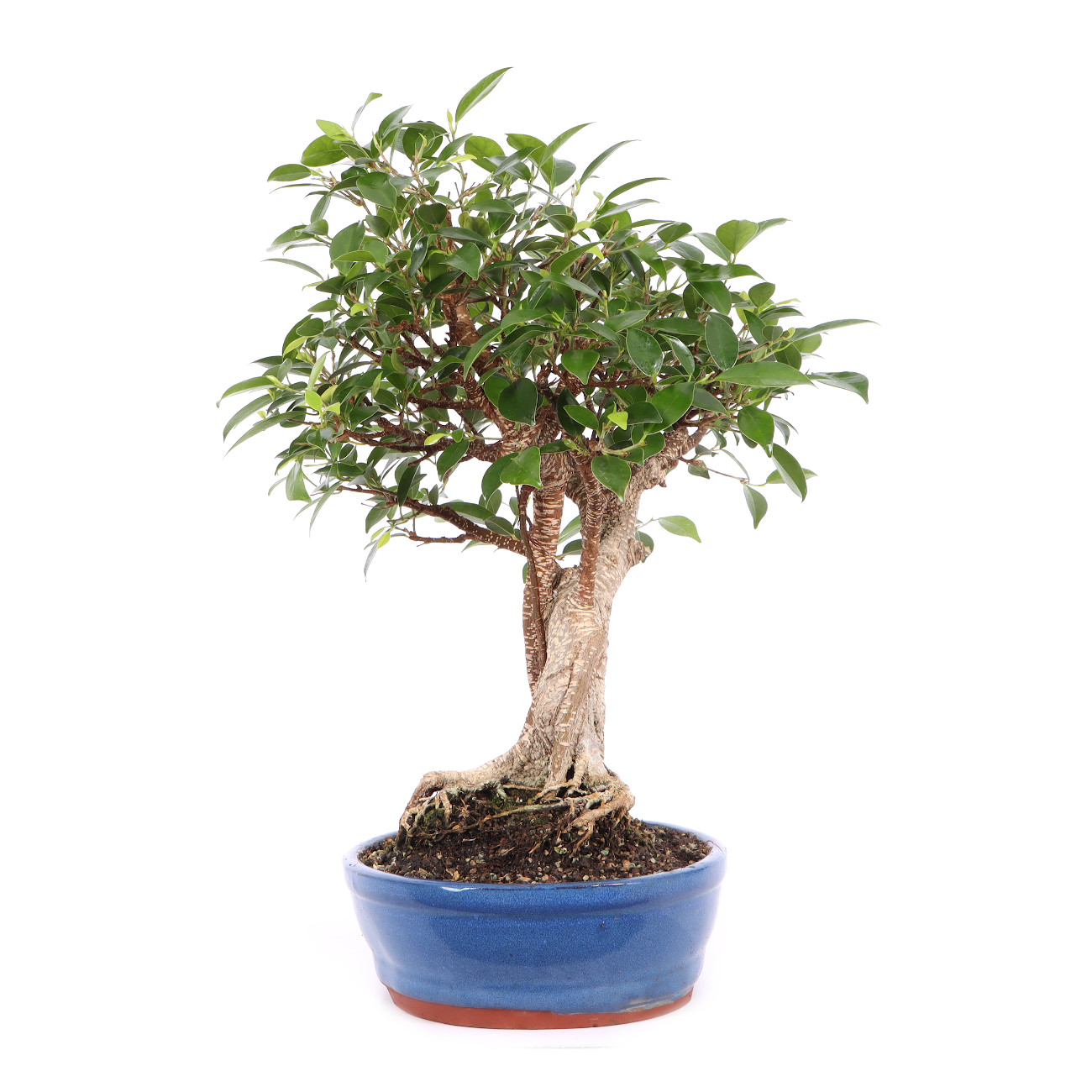 Ficus microcarpa 'Tiger Bark'