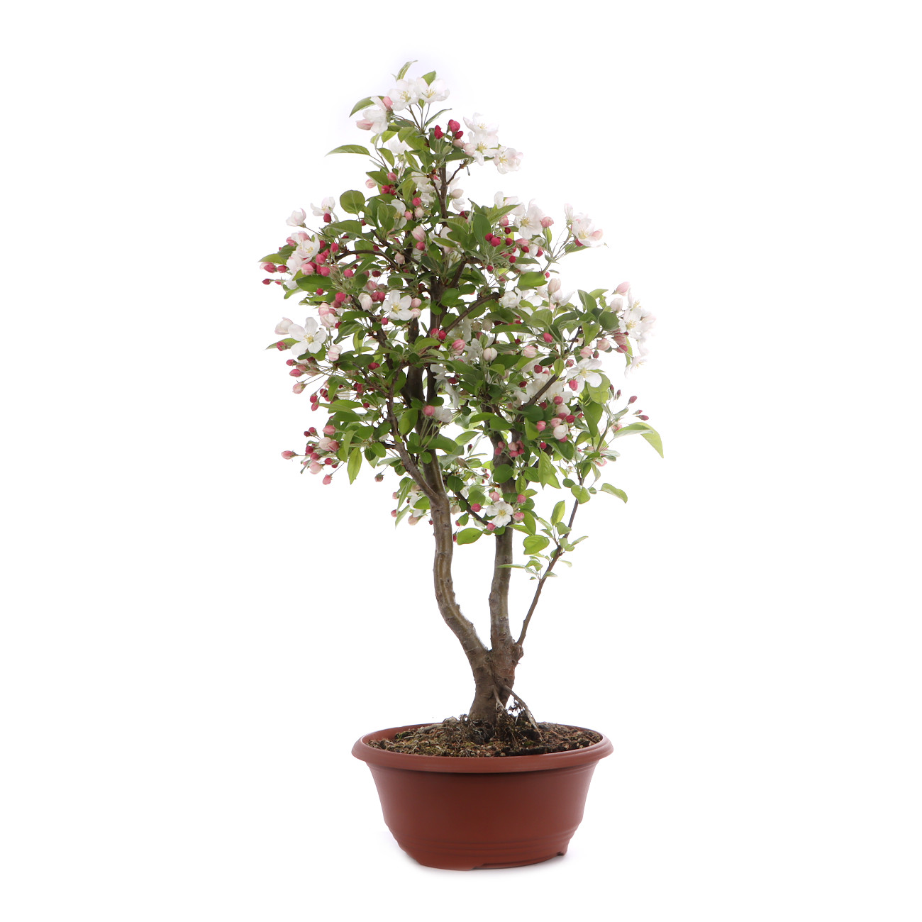 Malus spec.