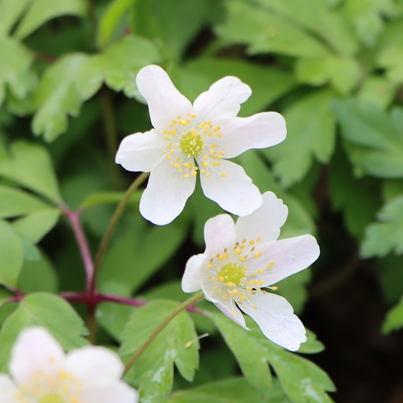 Blüte