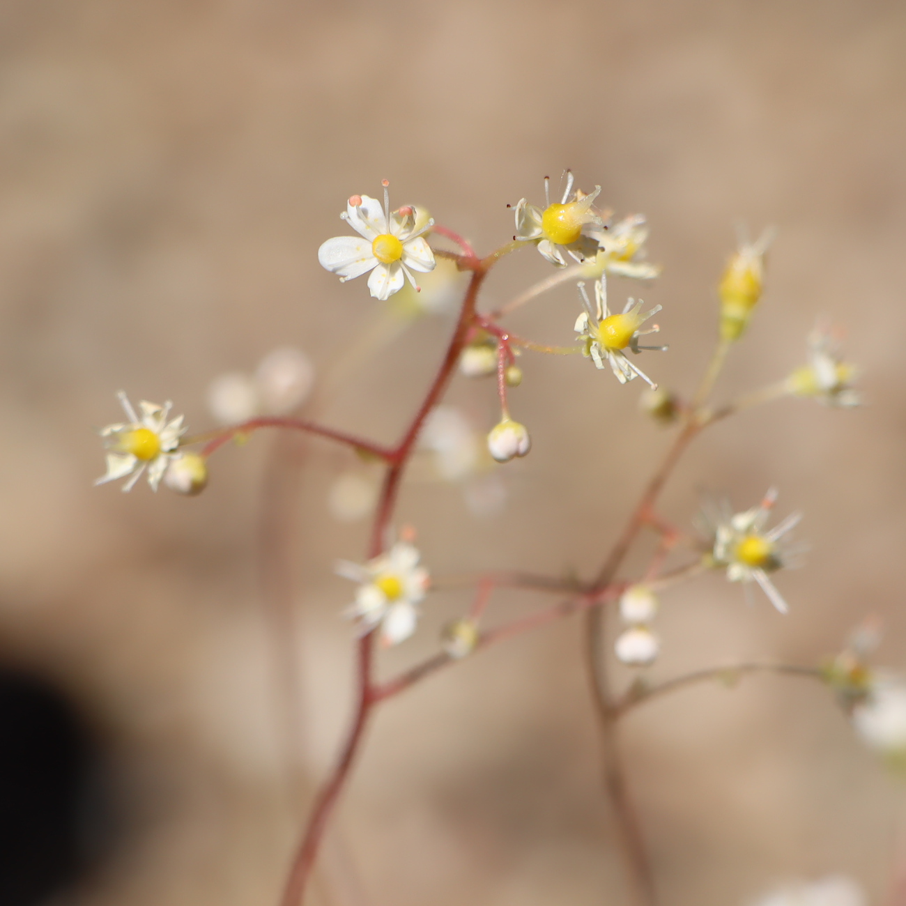 Blüte