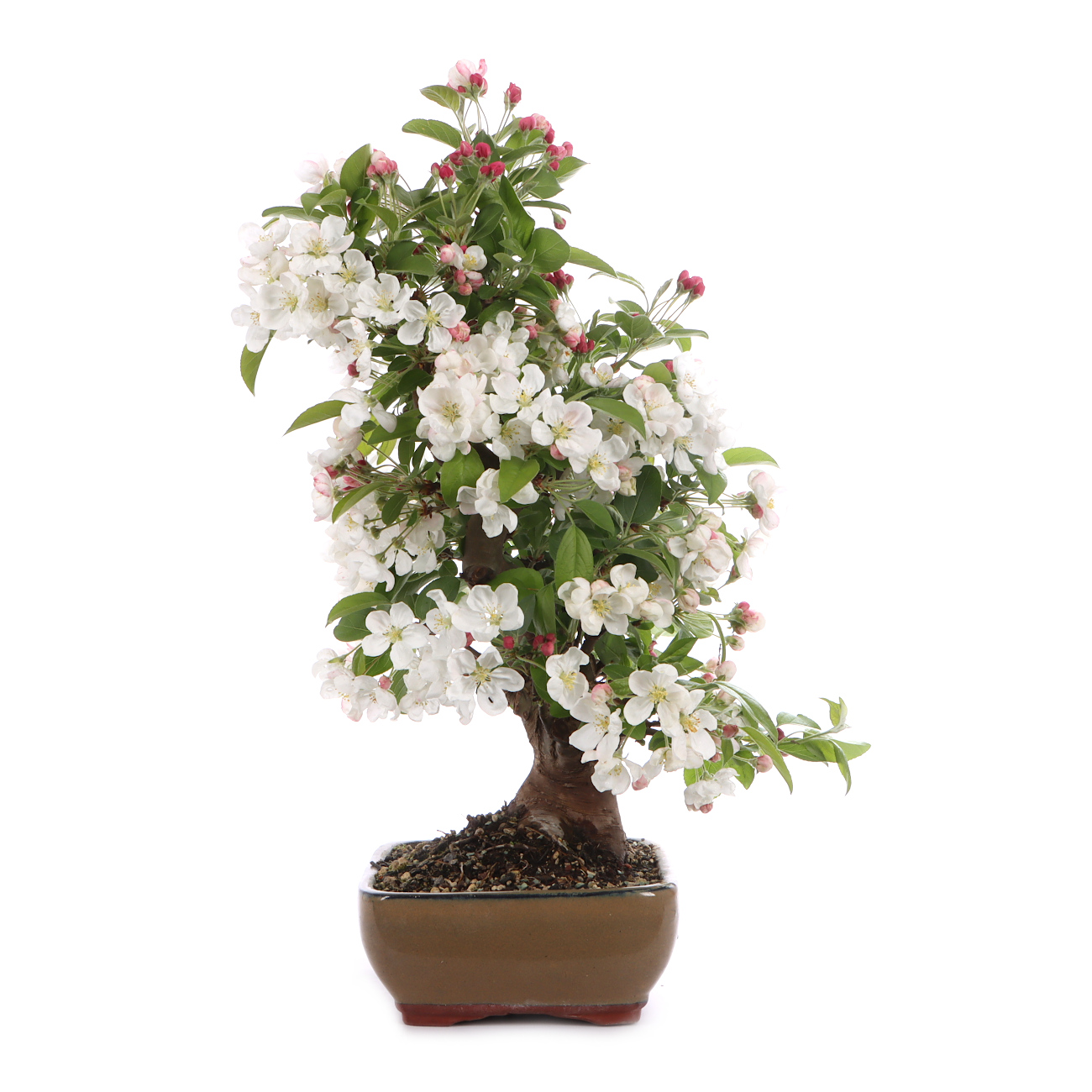 Malus spec.
