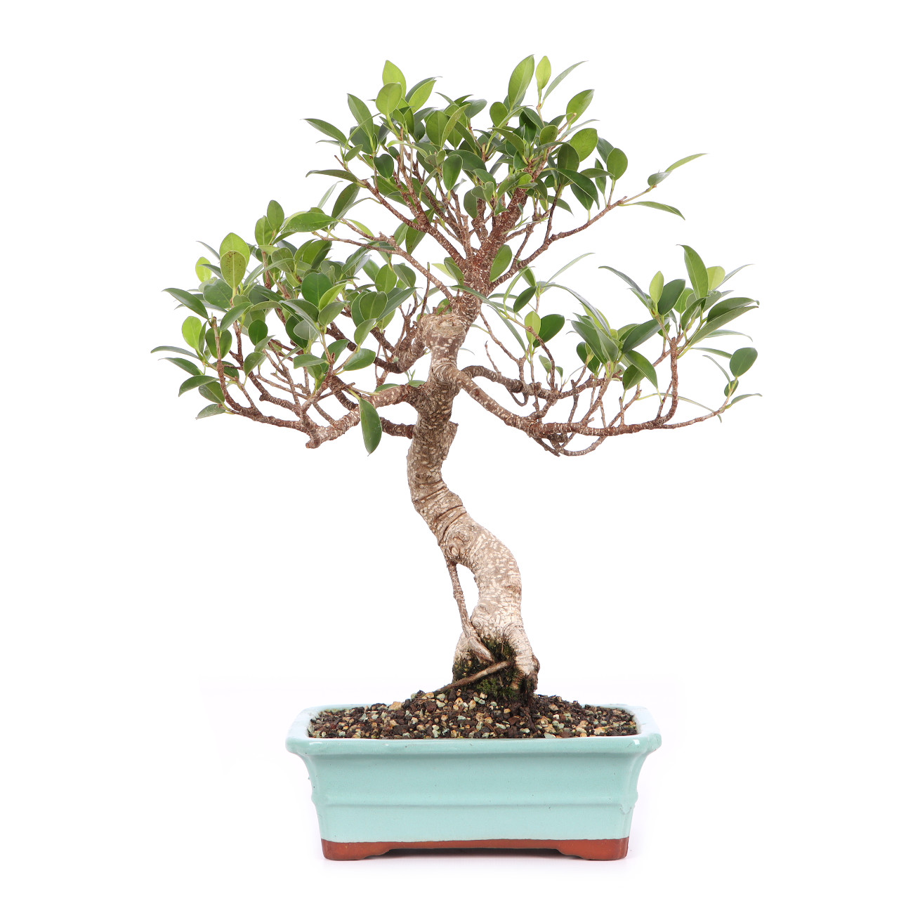 Ficus microcarpa 'Tiger Bark'