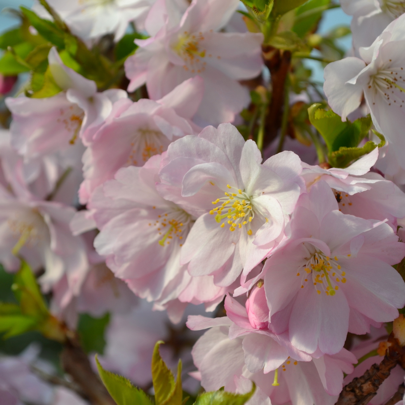 Blüte
