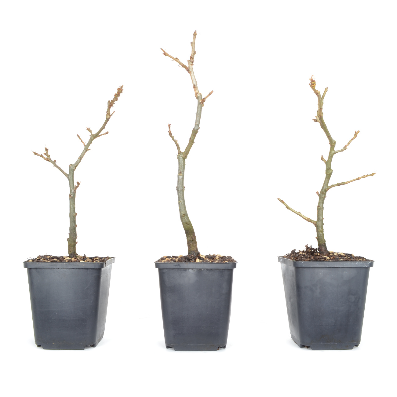 Quercus cerris