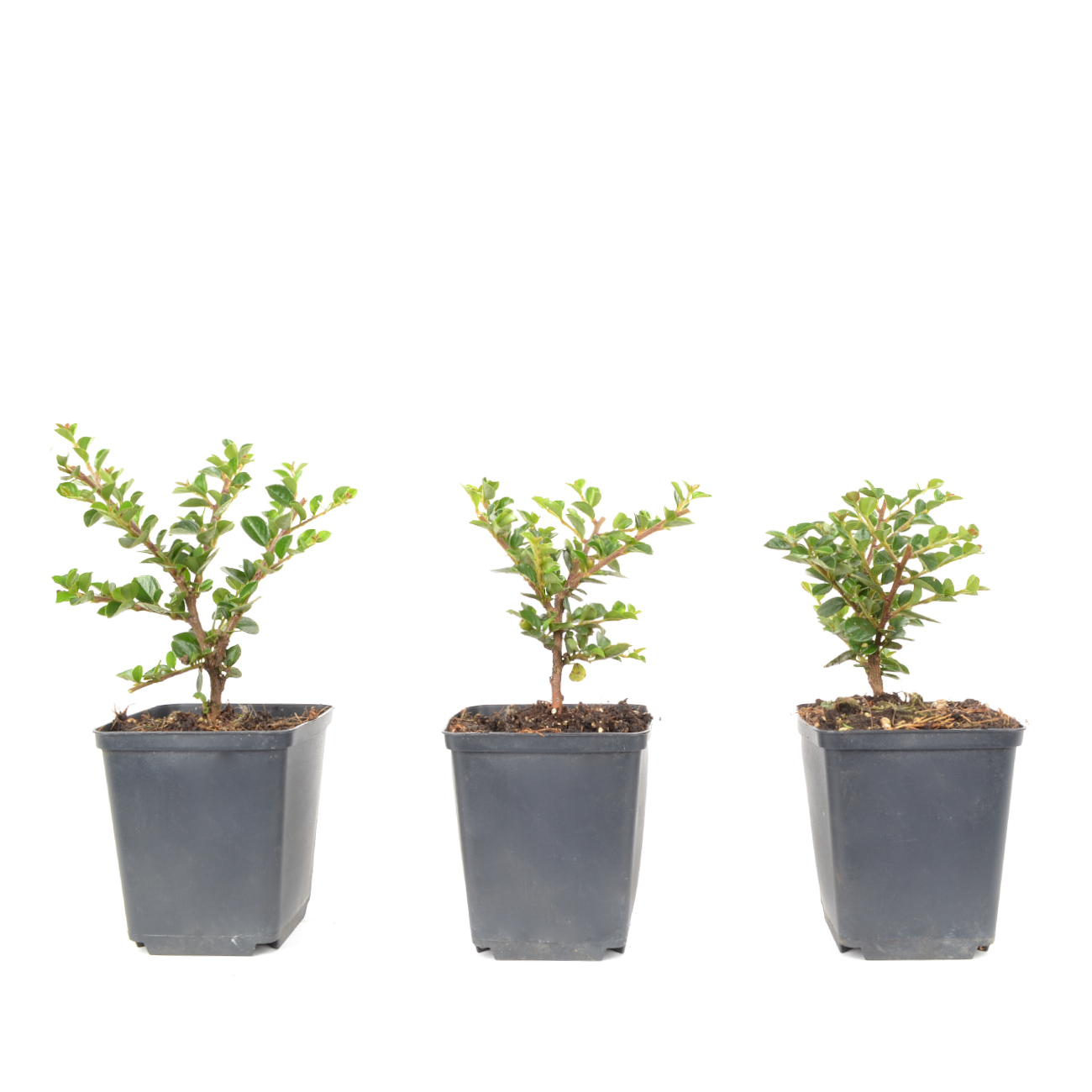 Cotoneaster praecox