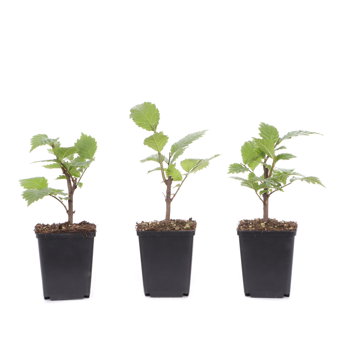 Ulmus glabra