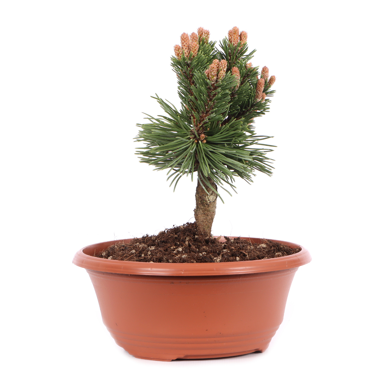 Pinus mugo 'Sherwood Compact'