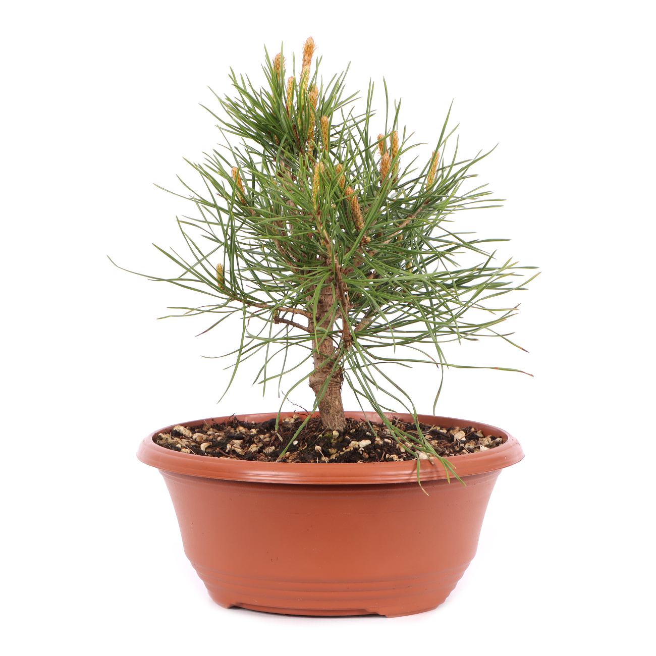 Pinus sylvestris