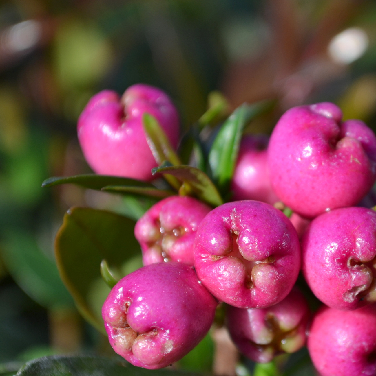 Frucht