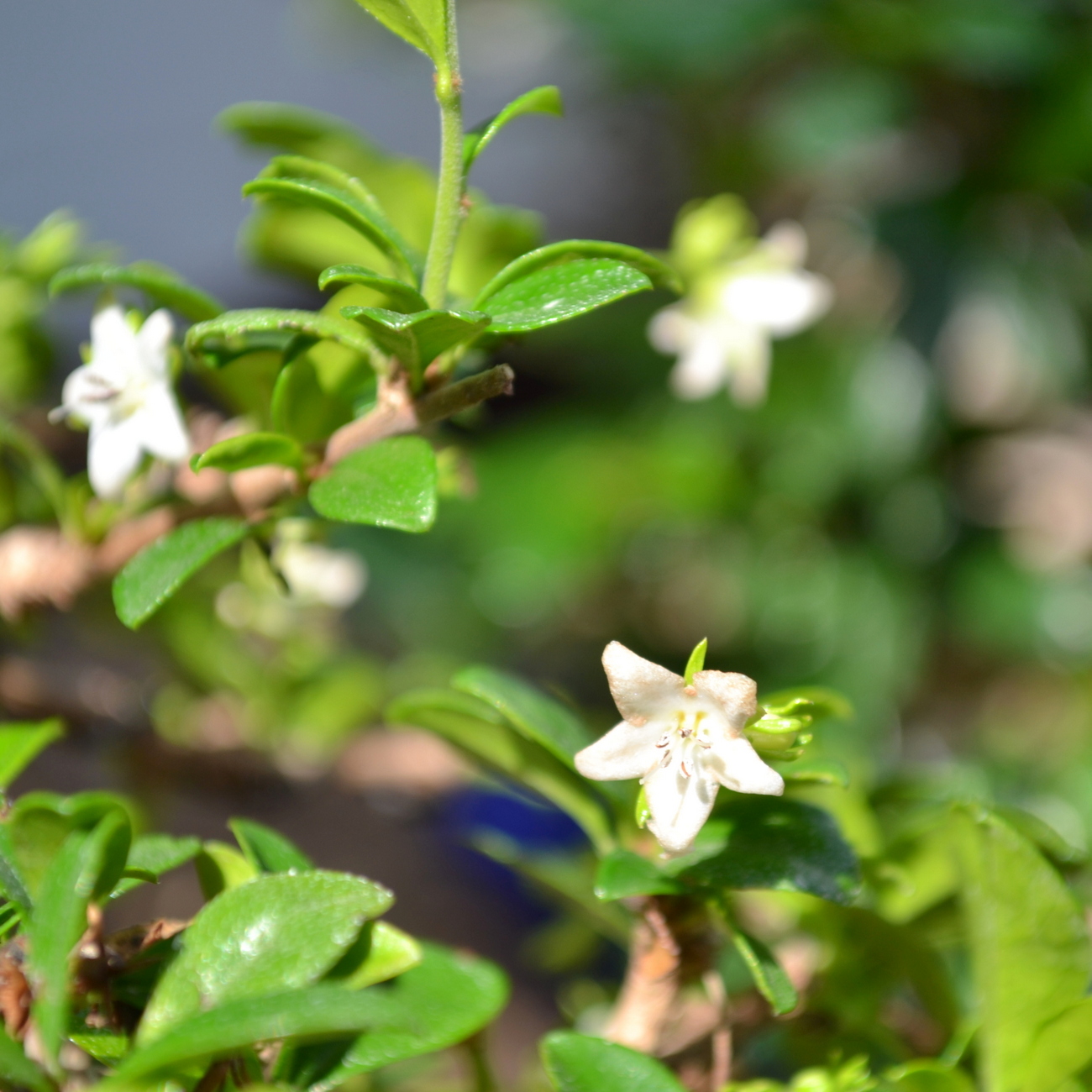 Blüte