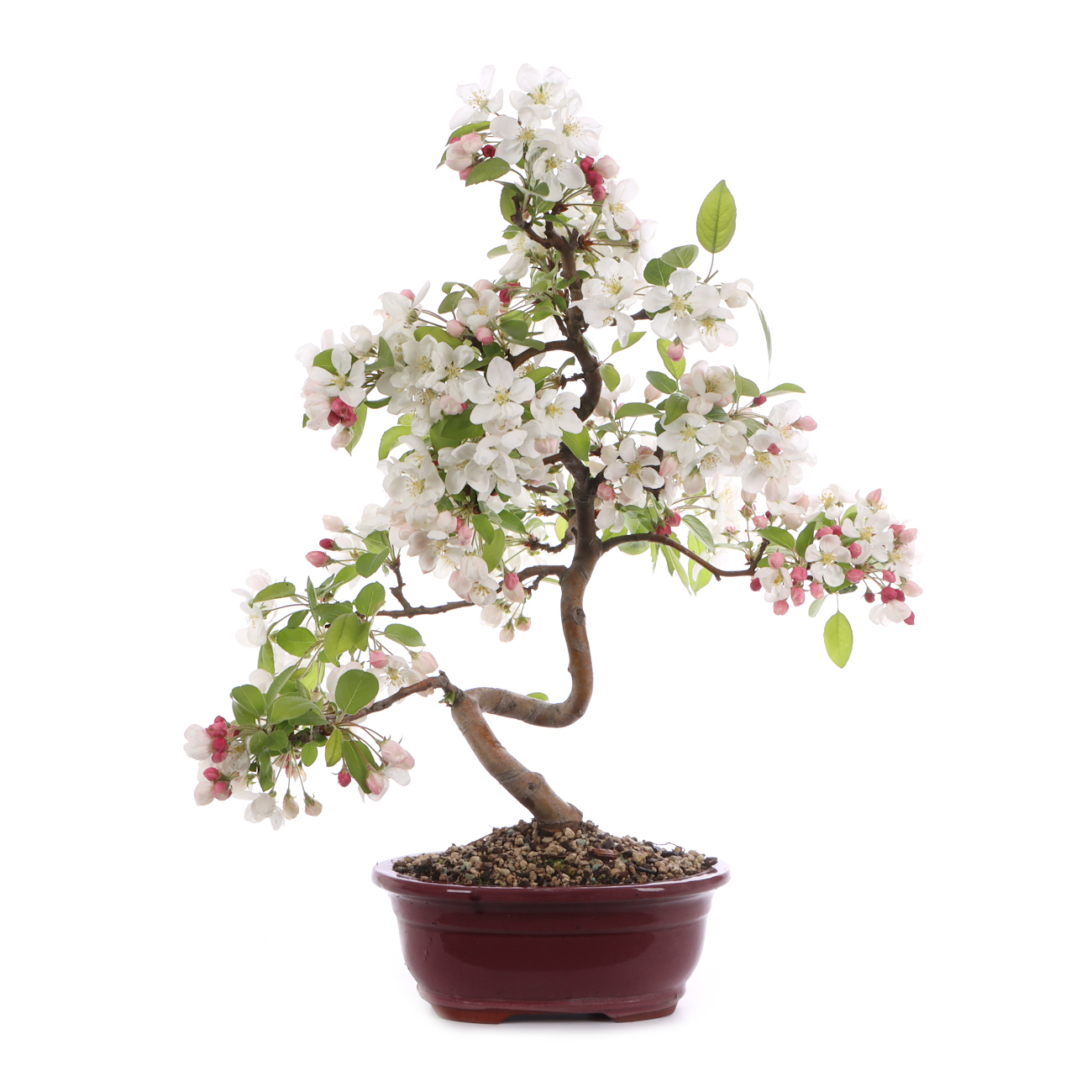 Malus spec.