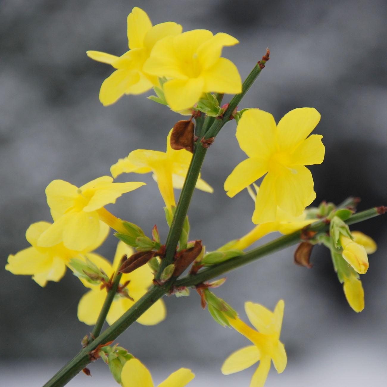 Blüte