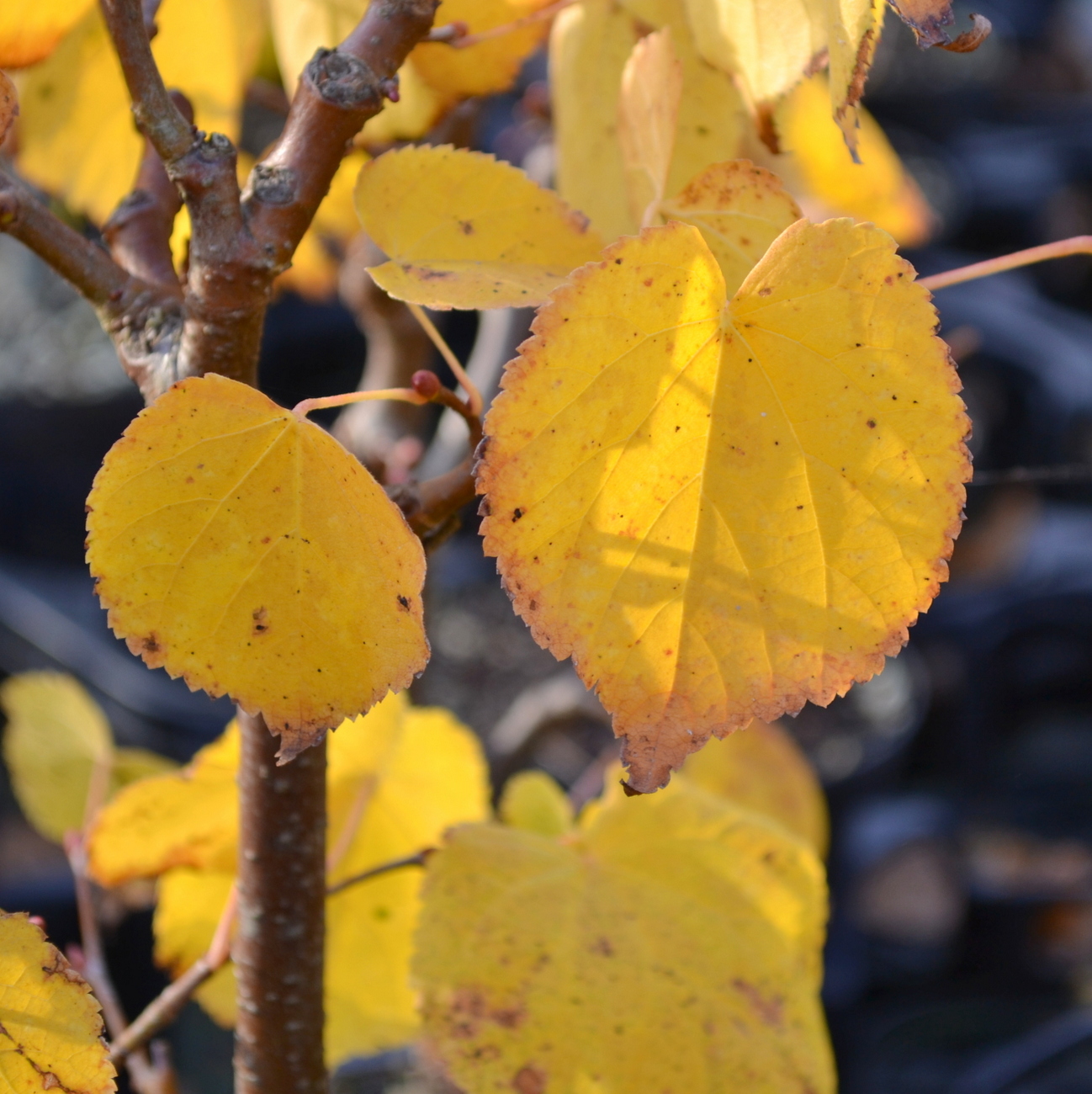 Herbstlaub