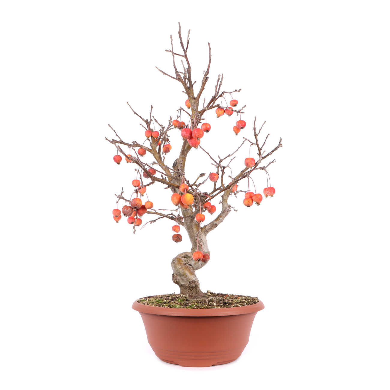 Malus spec.