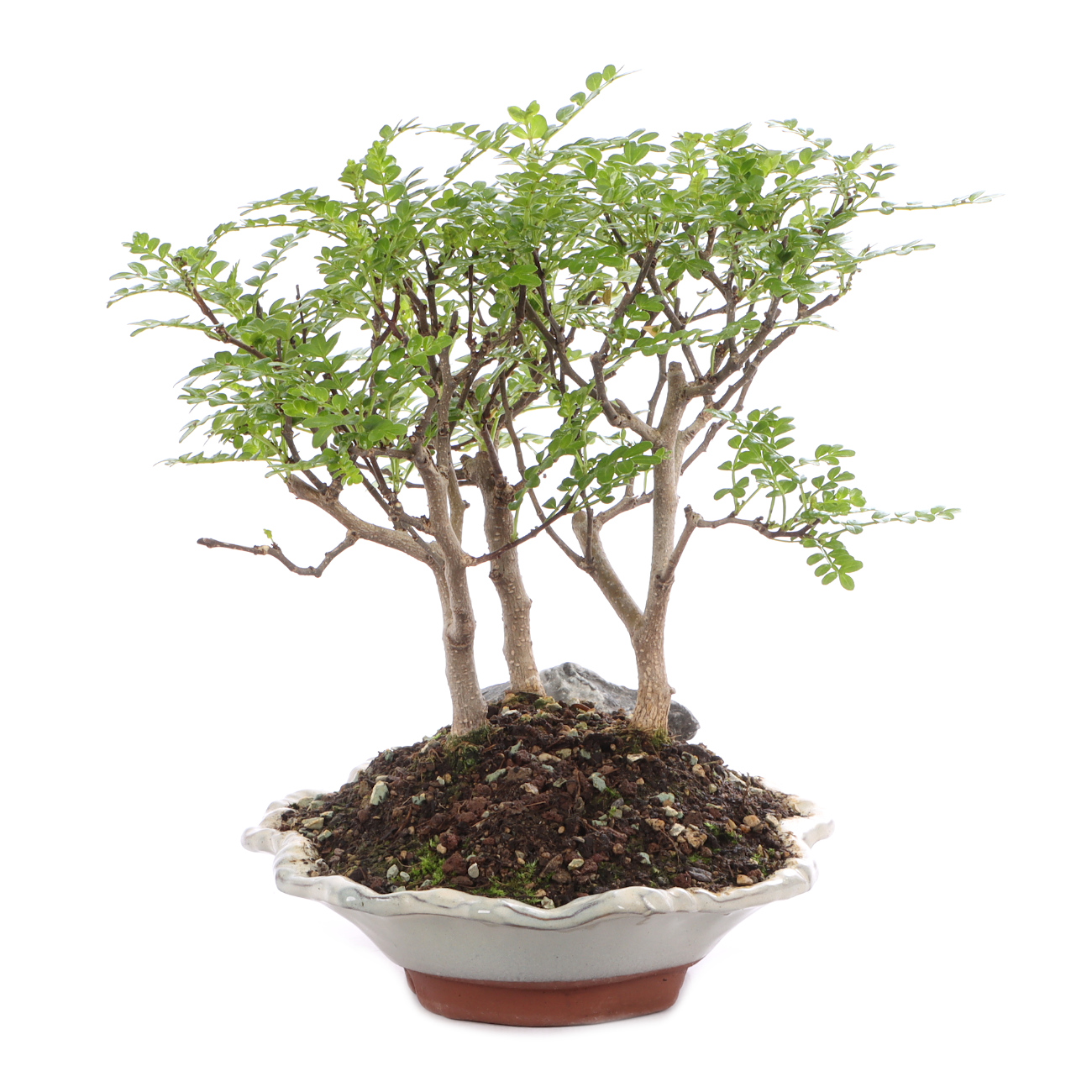 Zanthoxylum spec.
