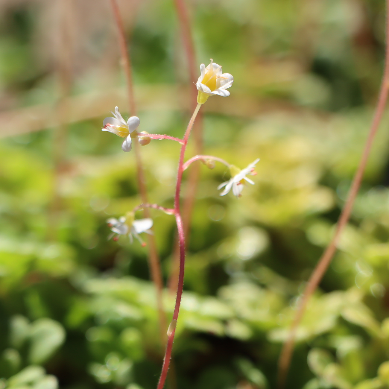 Blüte