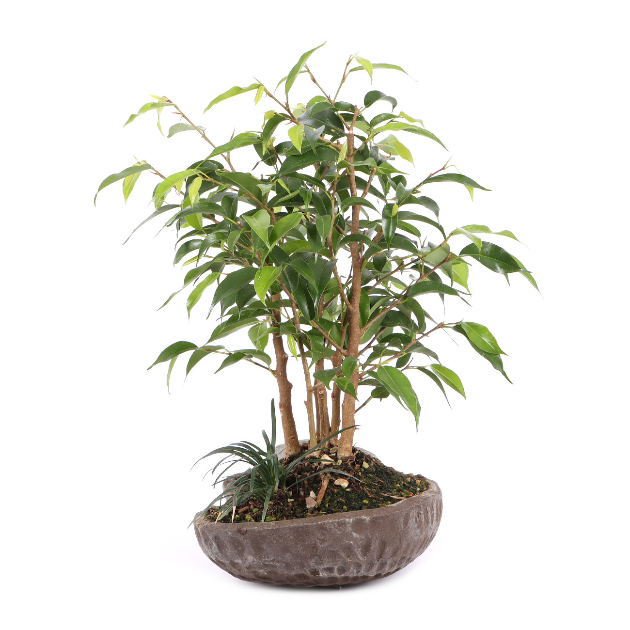 Ficus benjamina 'Natasja'