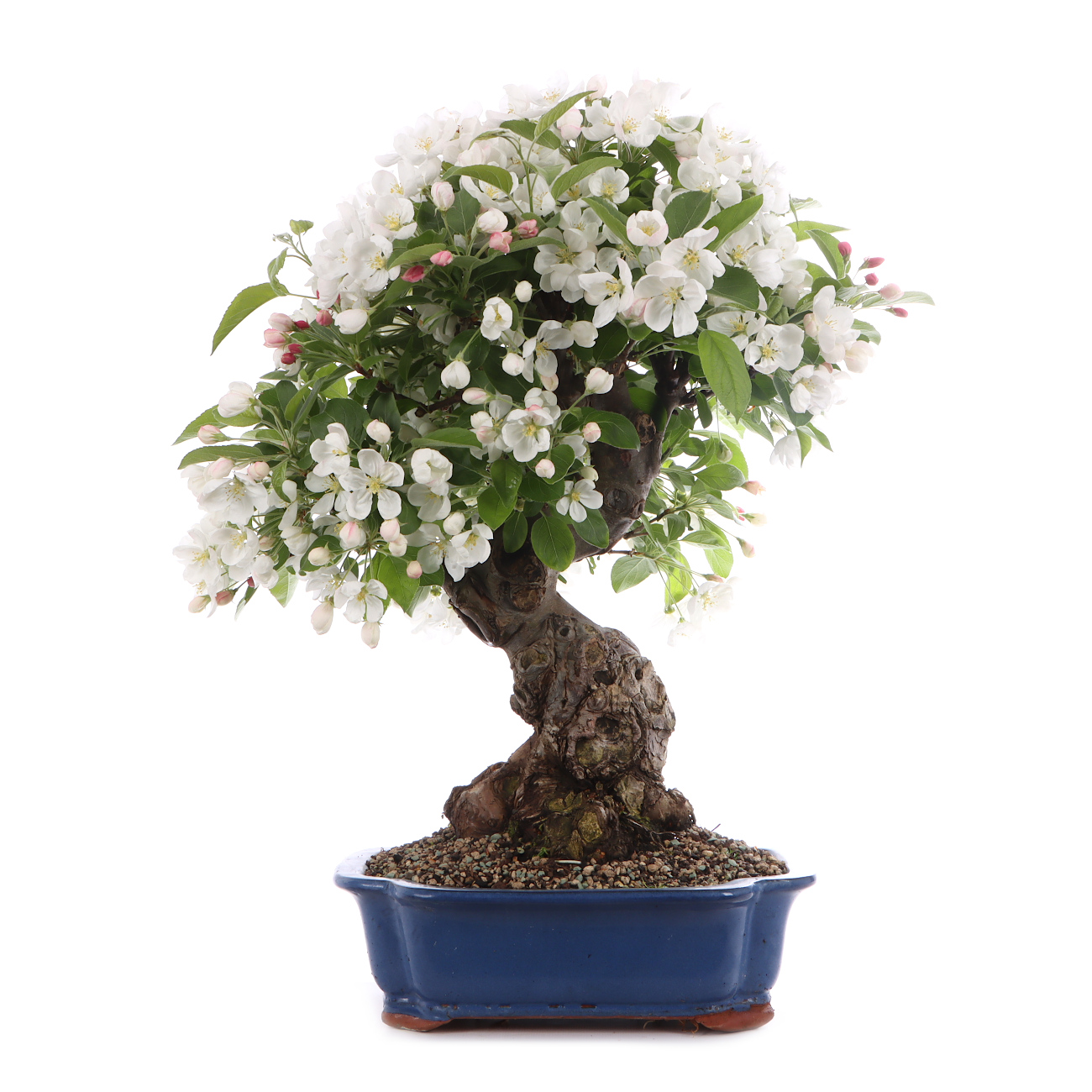 Malus spec.