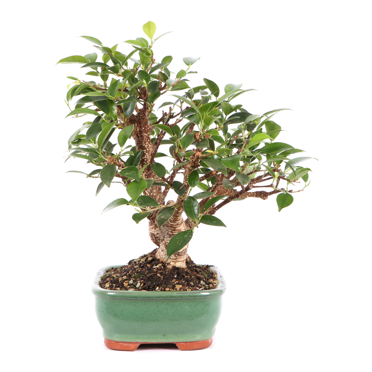 Ficus microcarpa 'Tiger Bark'