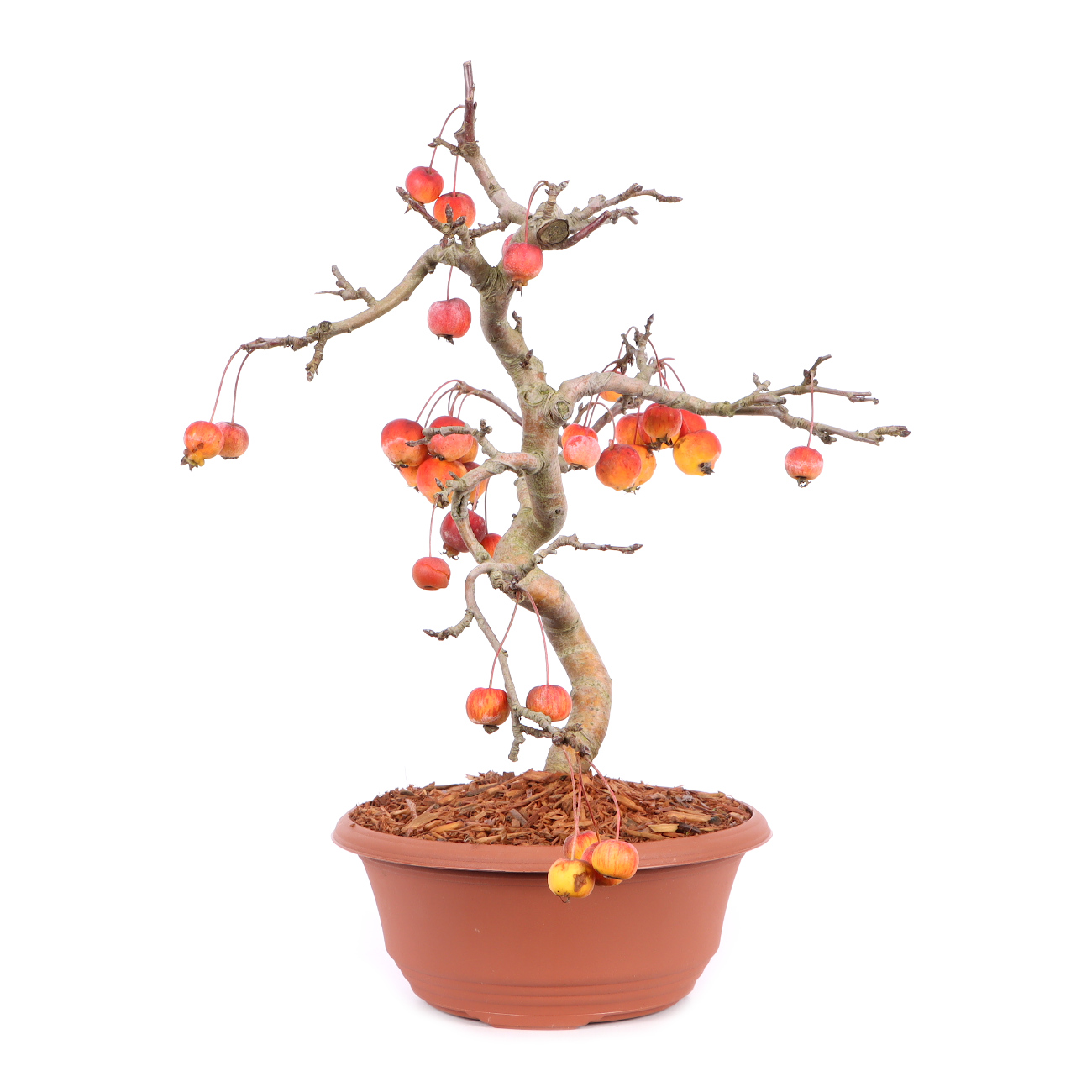 Malus spec.