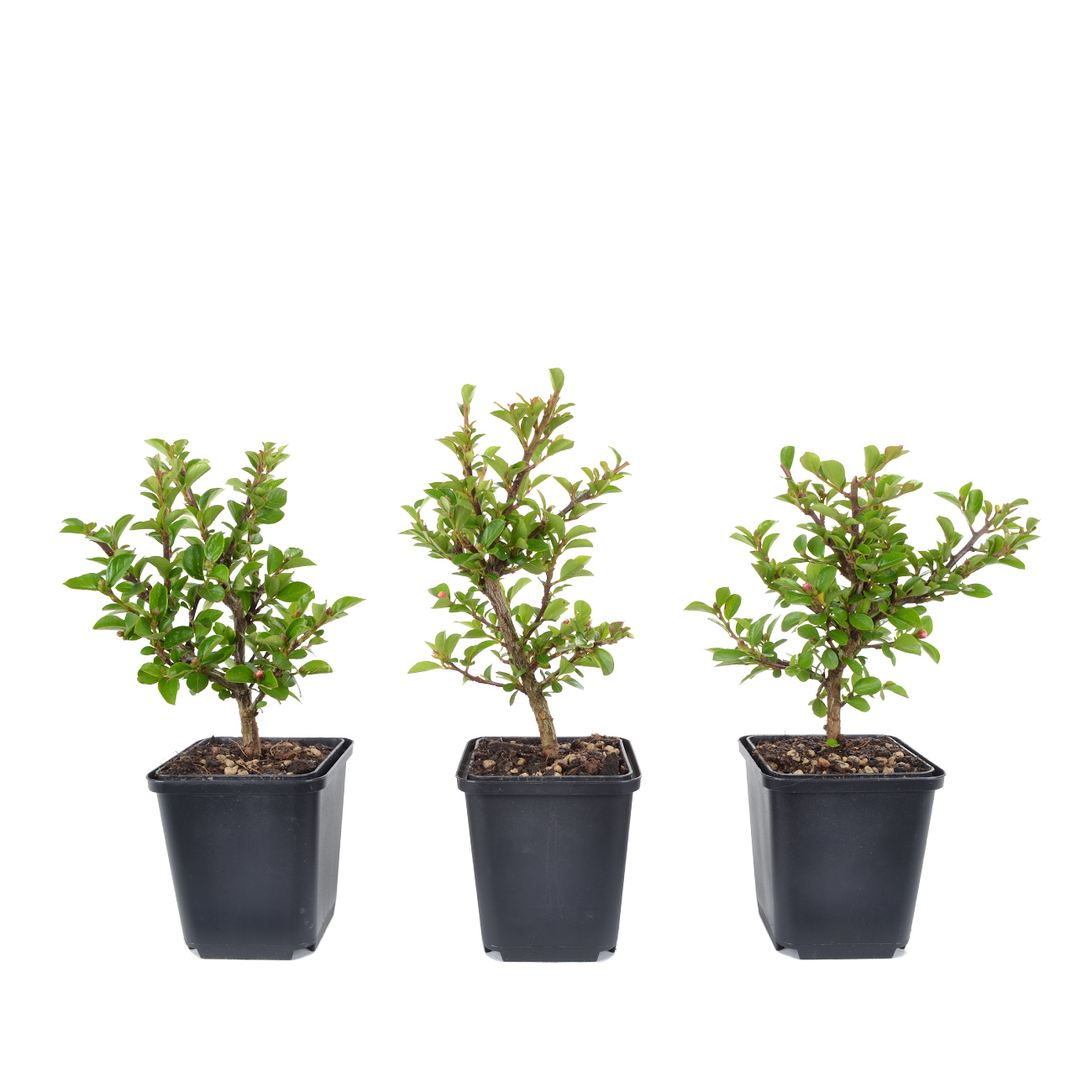 Cotoneaster praecox