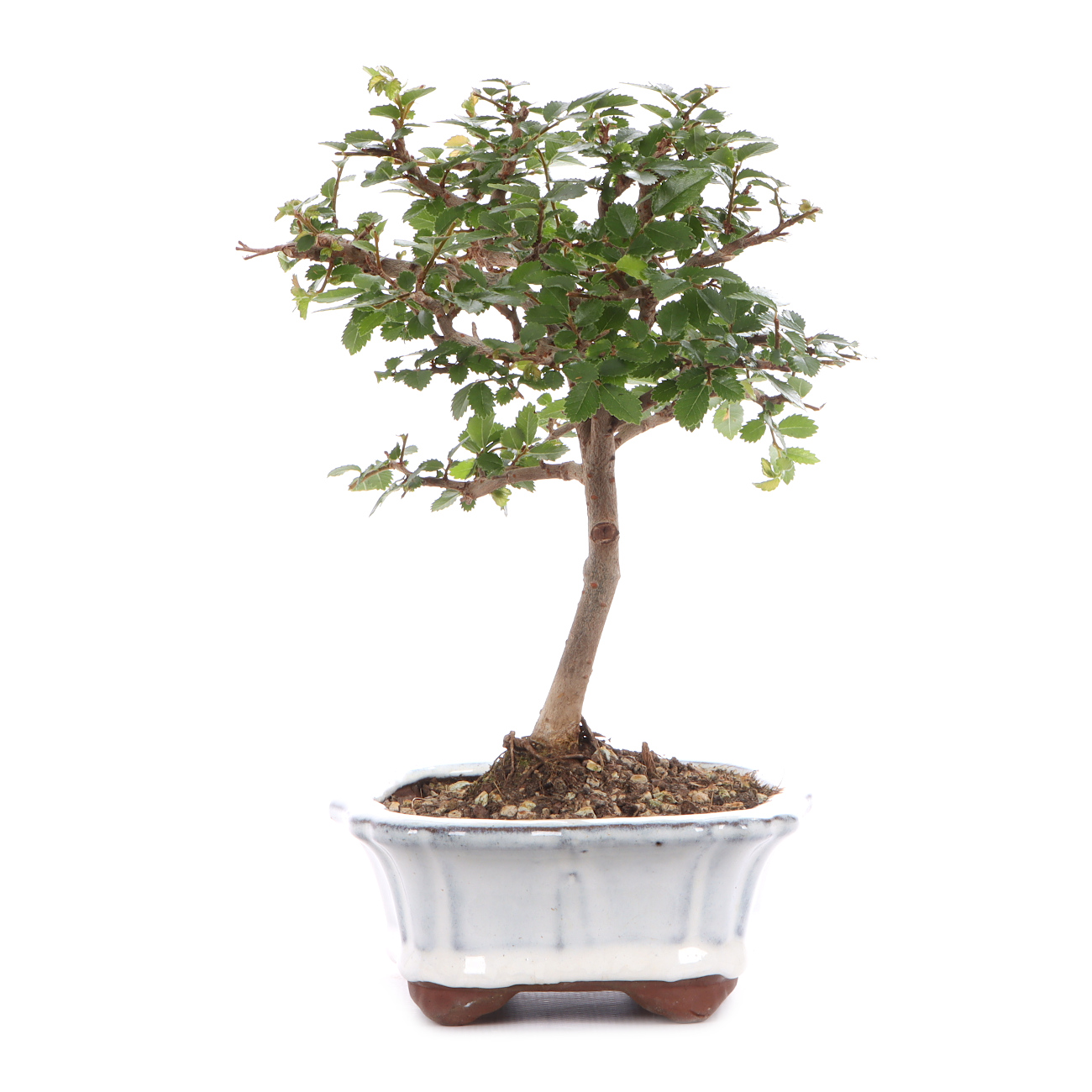 Ulmus parvifolia