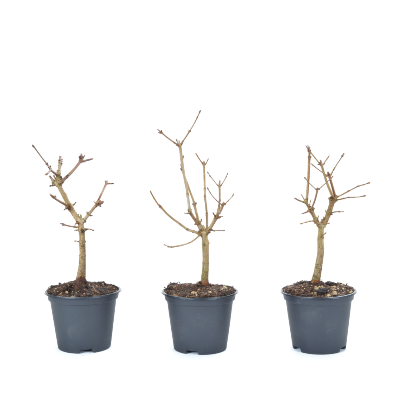 Acer campestre