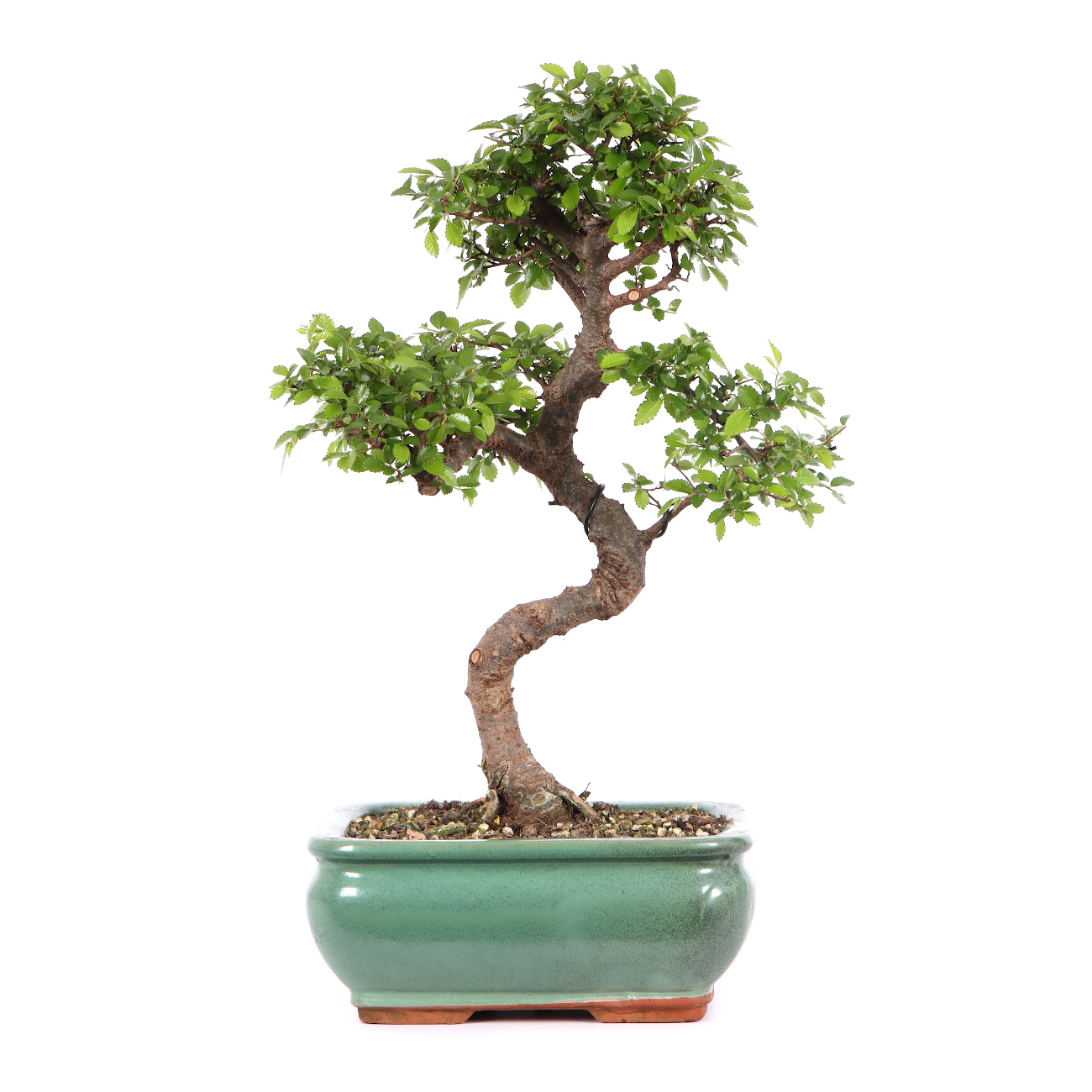 Ulmus parvifolia