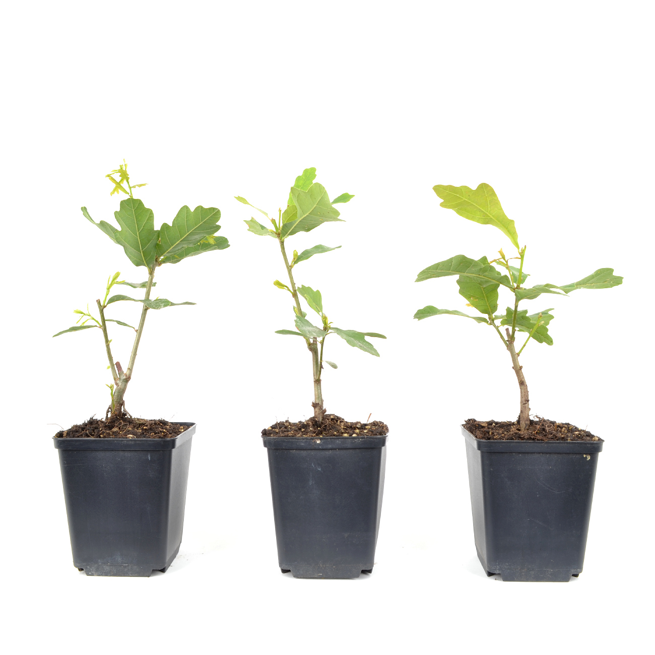 Quercus robur