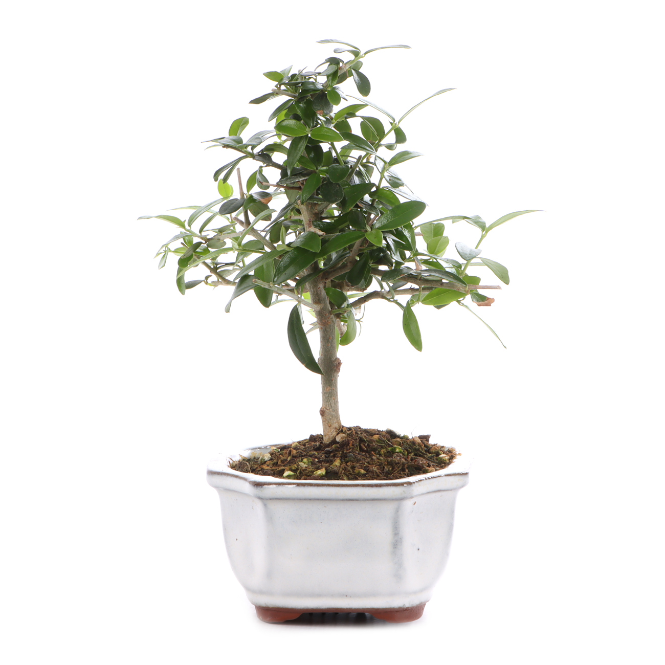 Olea europaea subsp. sylvestris