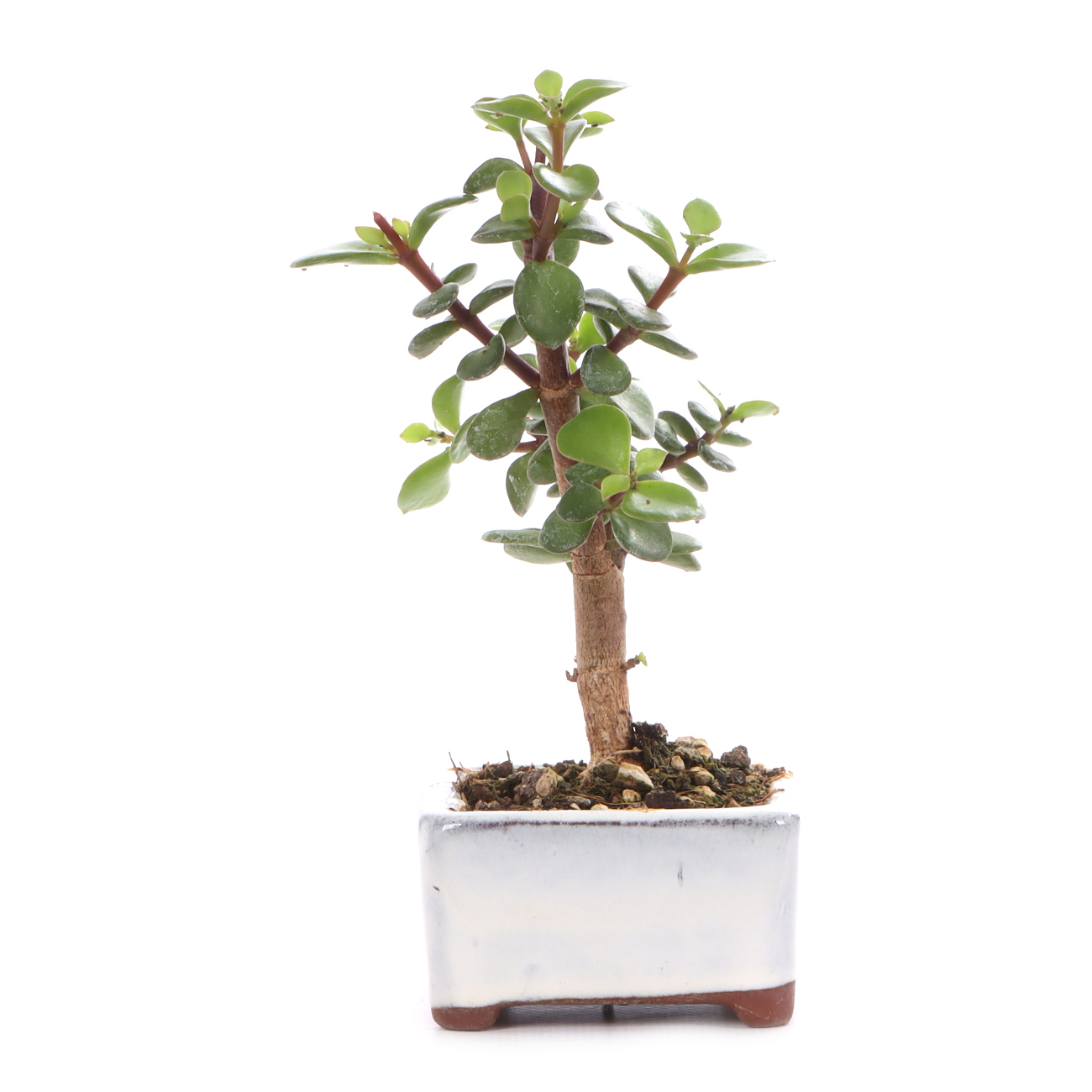 Portulacaria afra