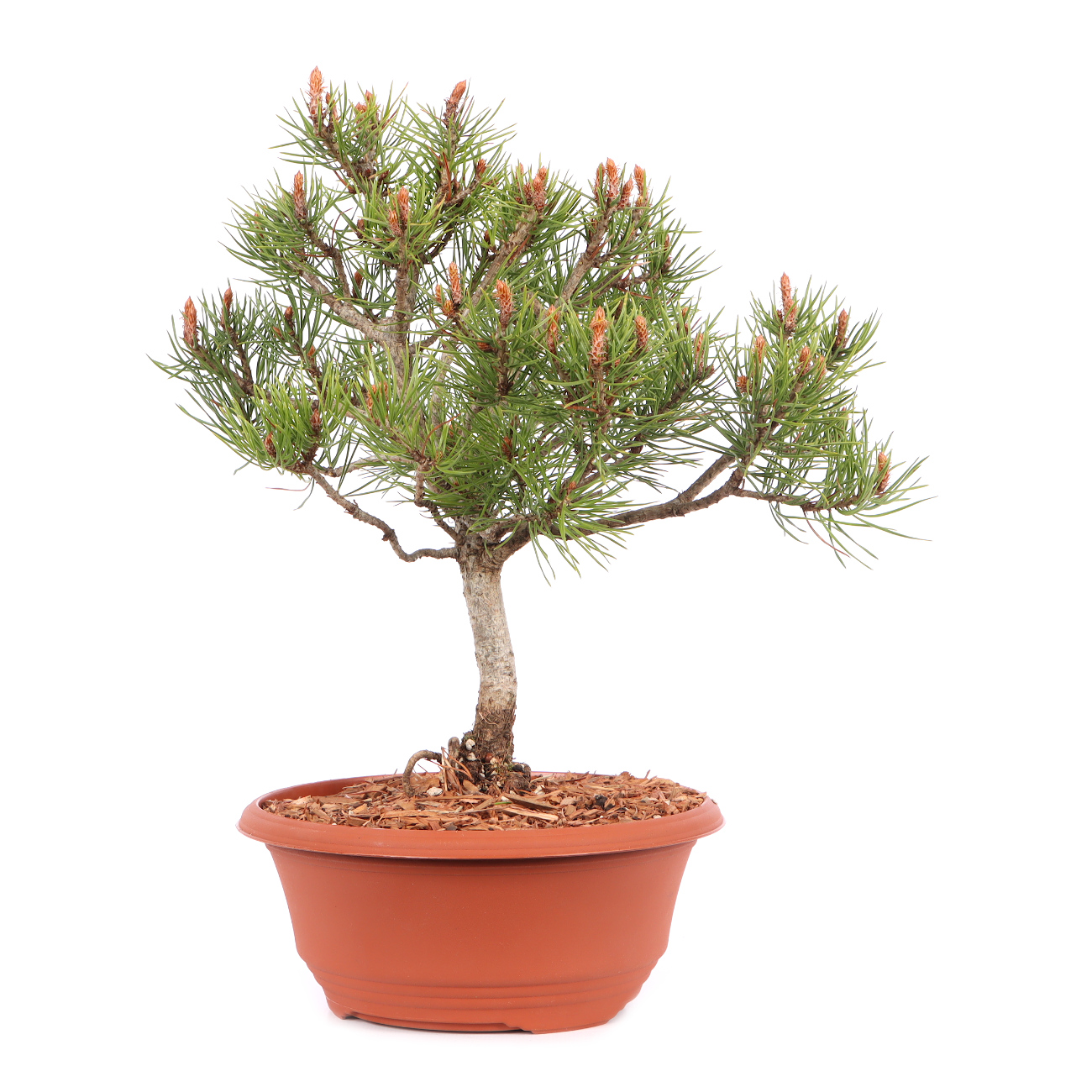 Pinus sylvestris
