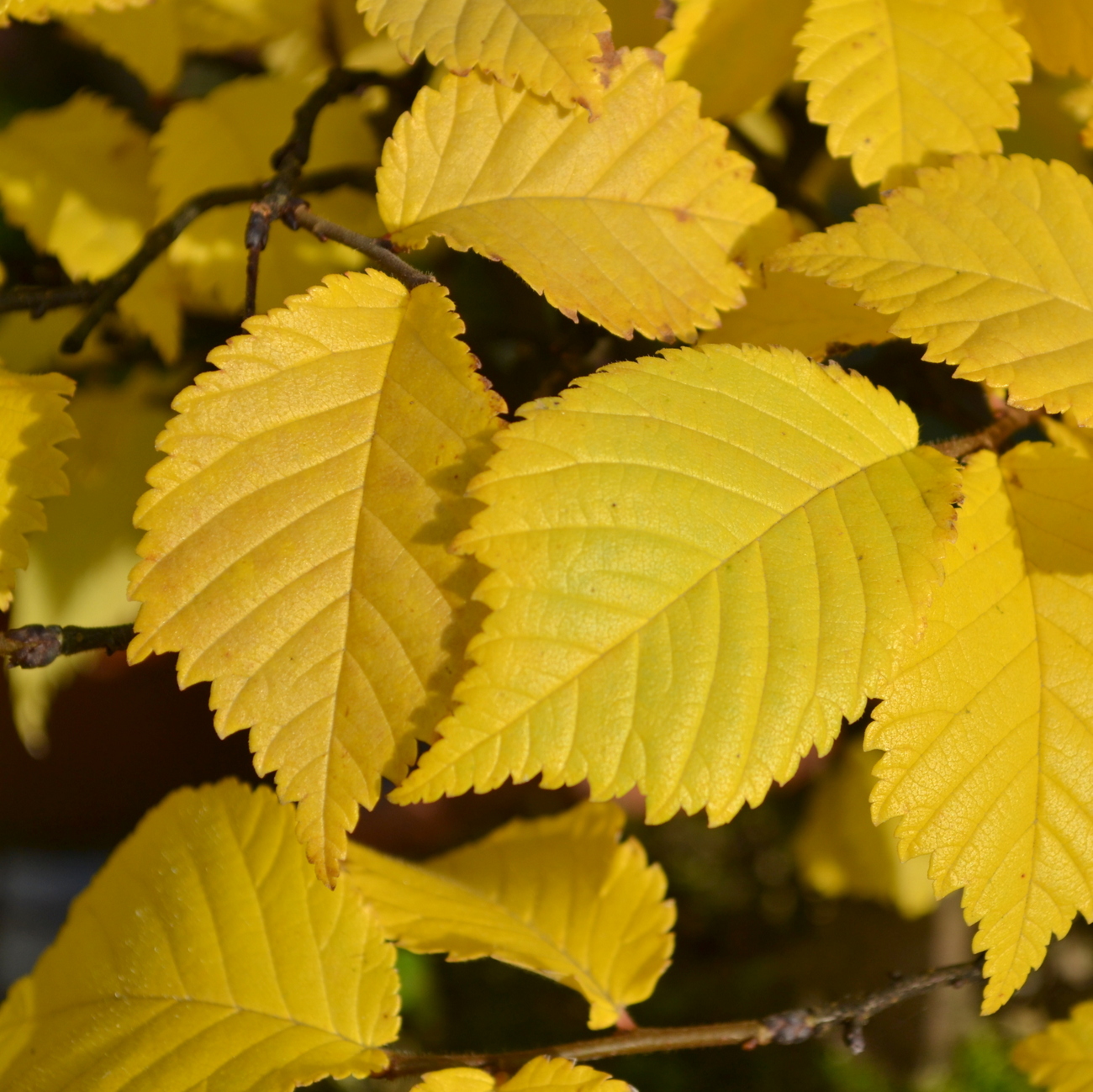 Herbstlaub