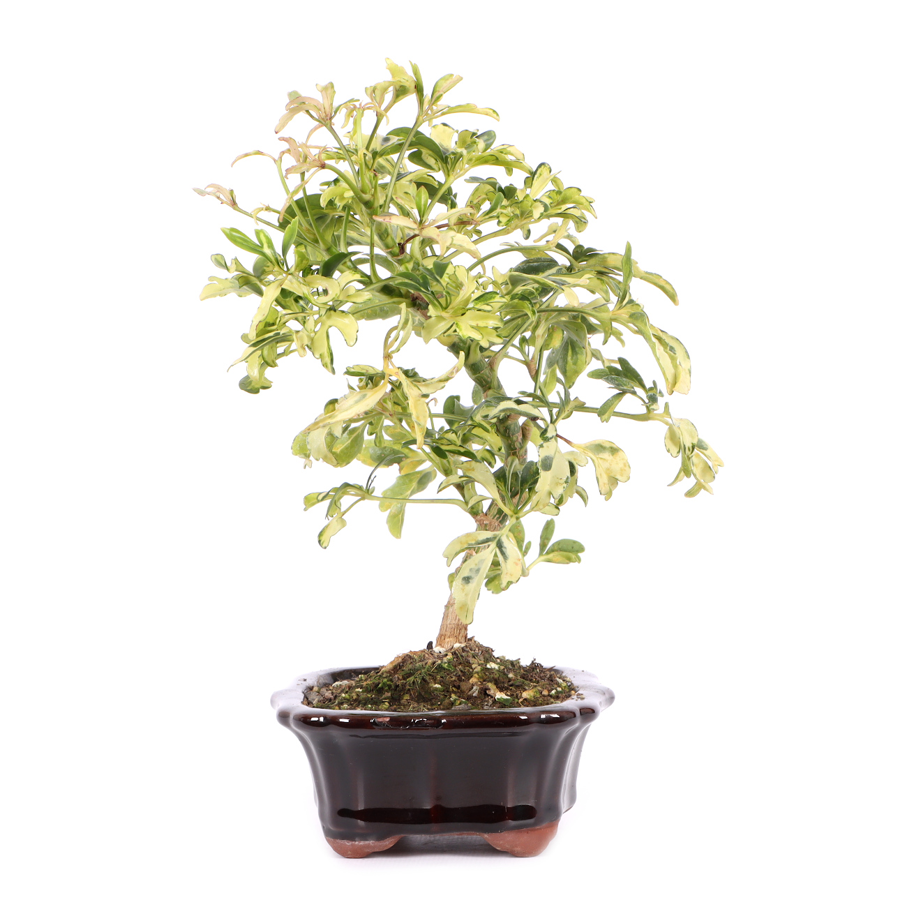 Schefflera arboricola 'Janine'