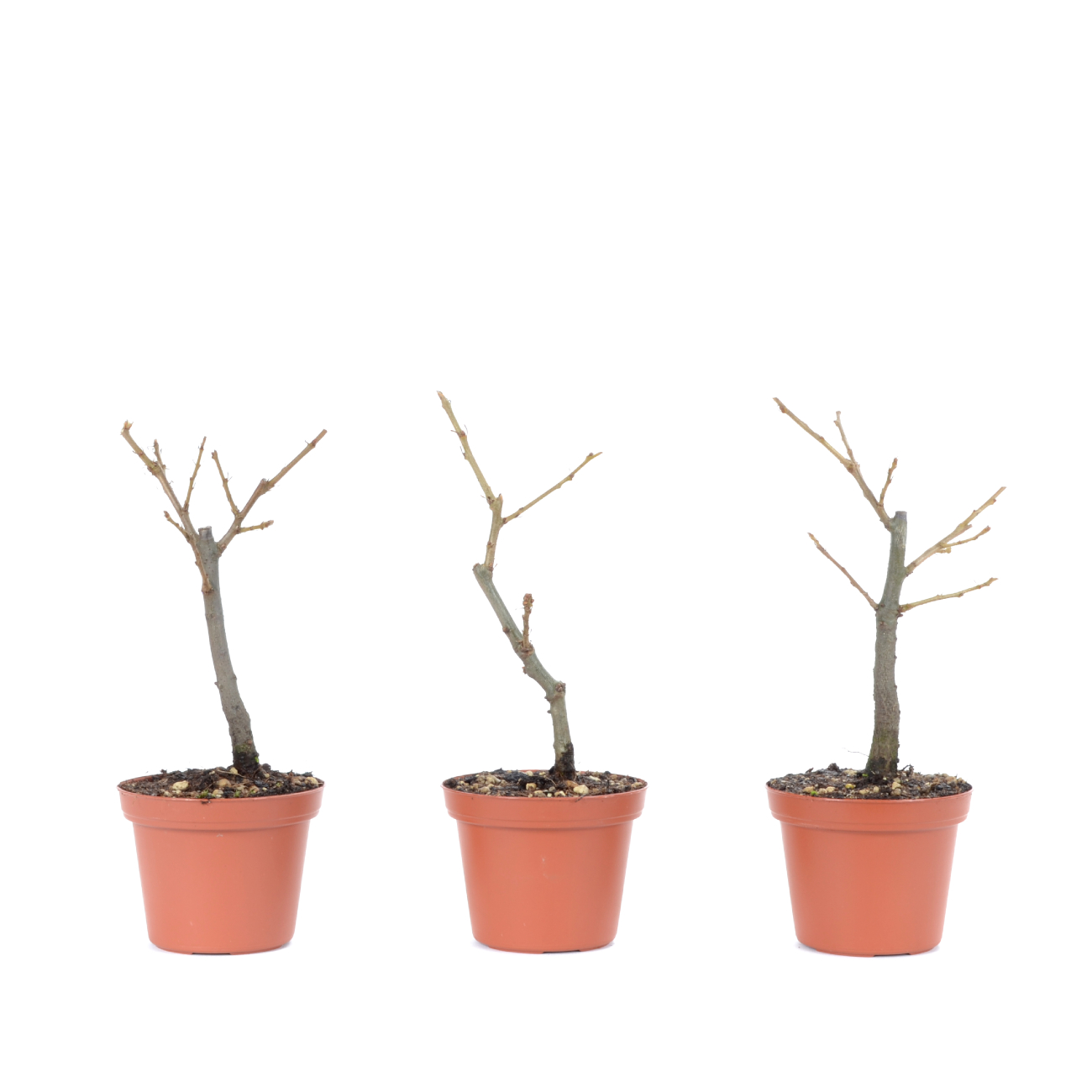 Quercus cerris