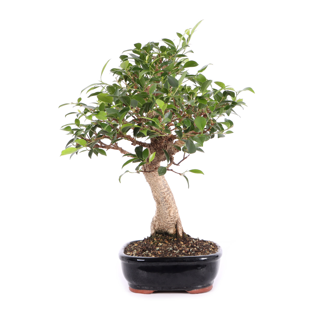 Ficus microcarpa 'Tiger Bark'
