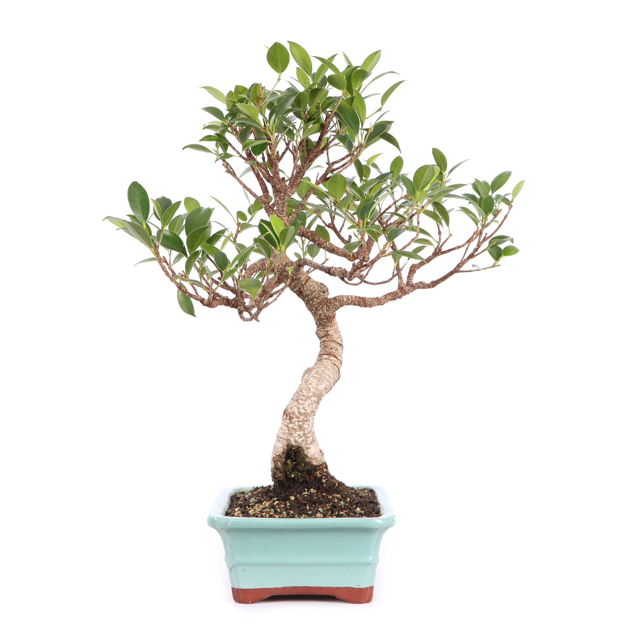 Ficus microcarpa 'Tiger Bark'