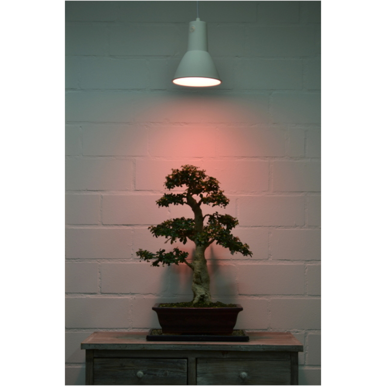 Lichtfarbe