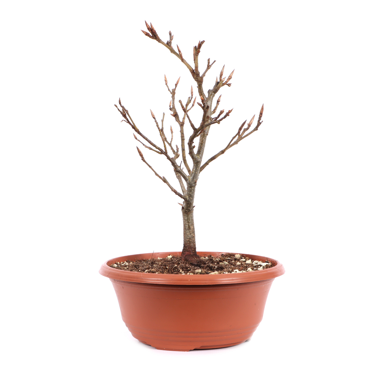Fagus sylvatica