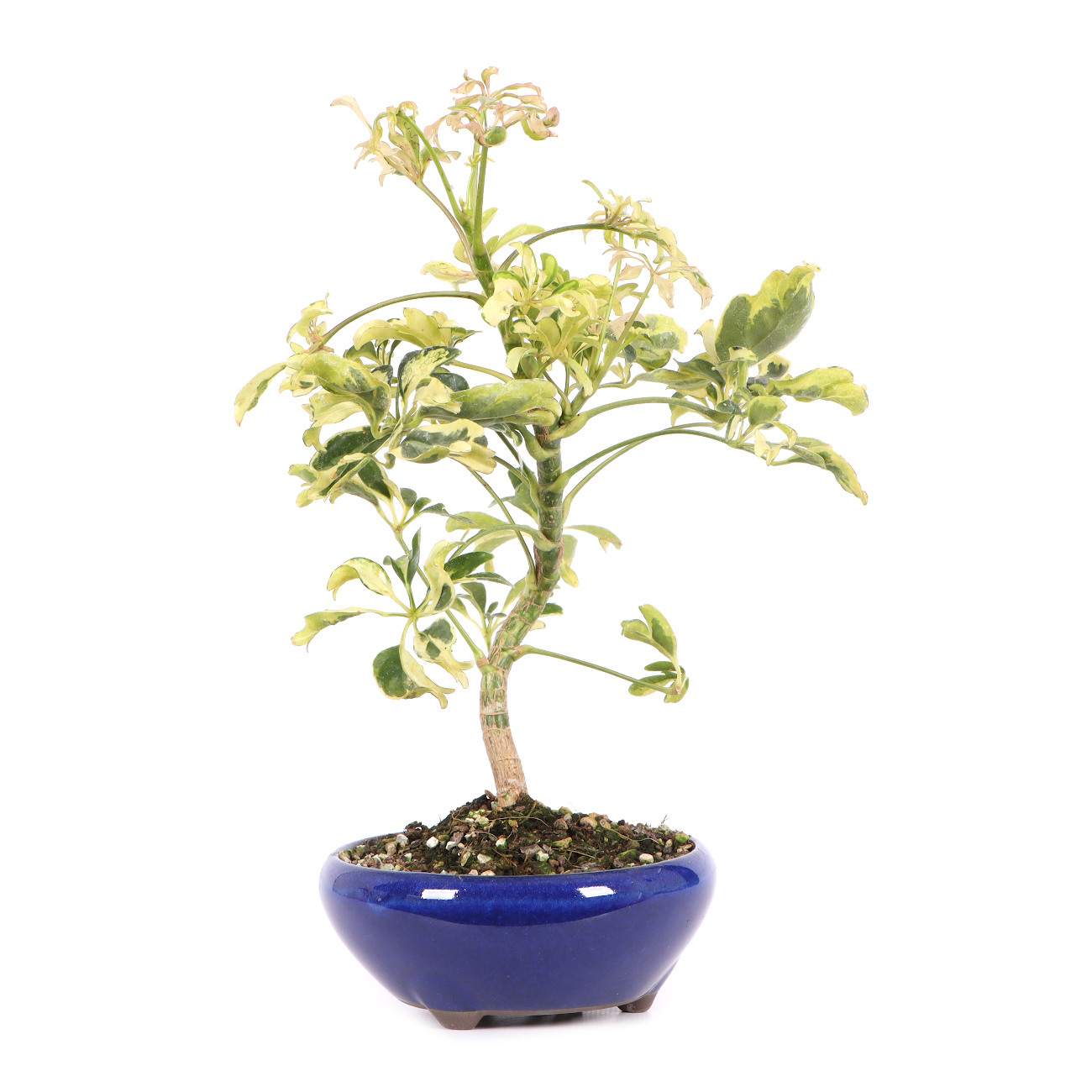 Schefflera arboricola 'Janine'