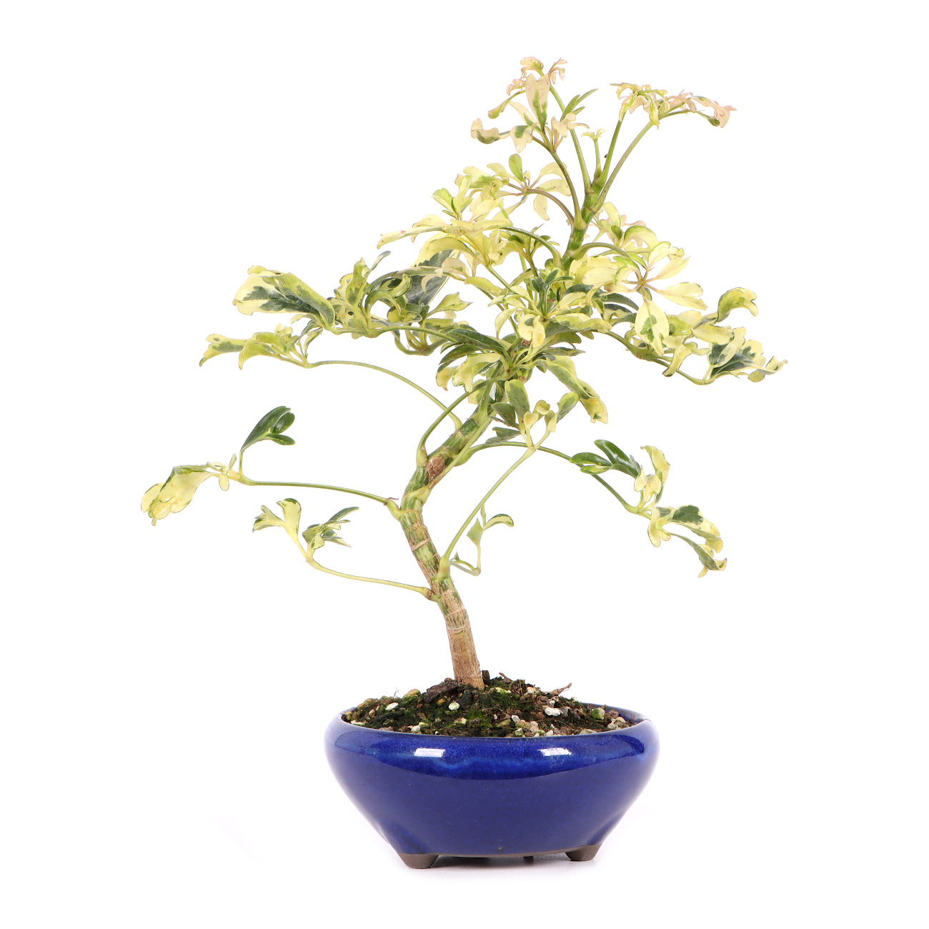 Schefflera arboricola 'Janine'