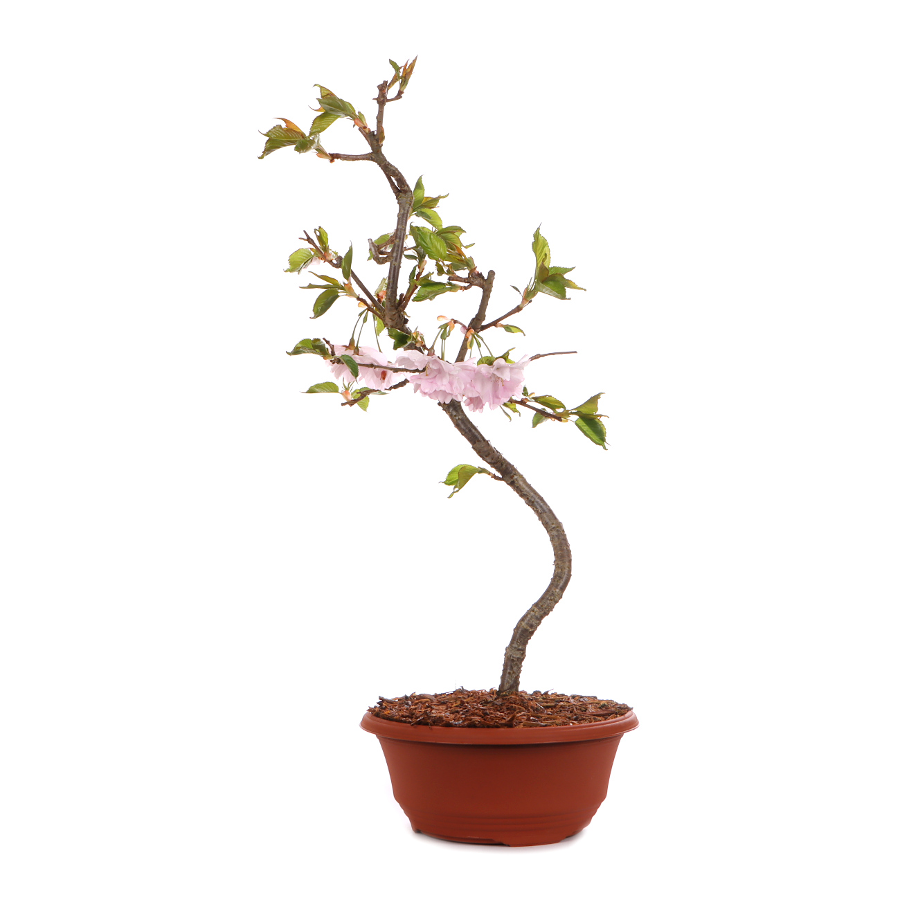 Prunus 'Accolade'