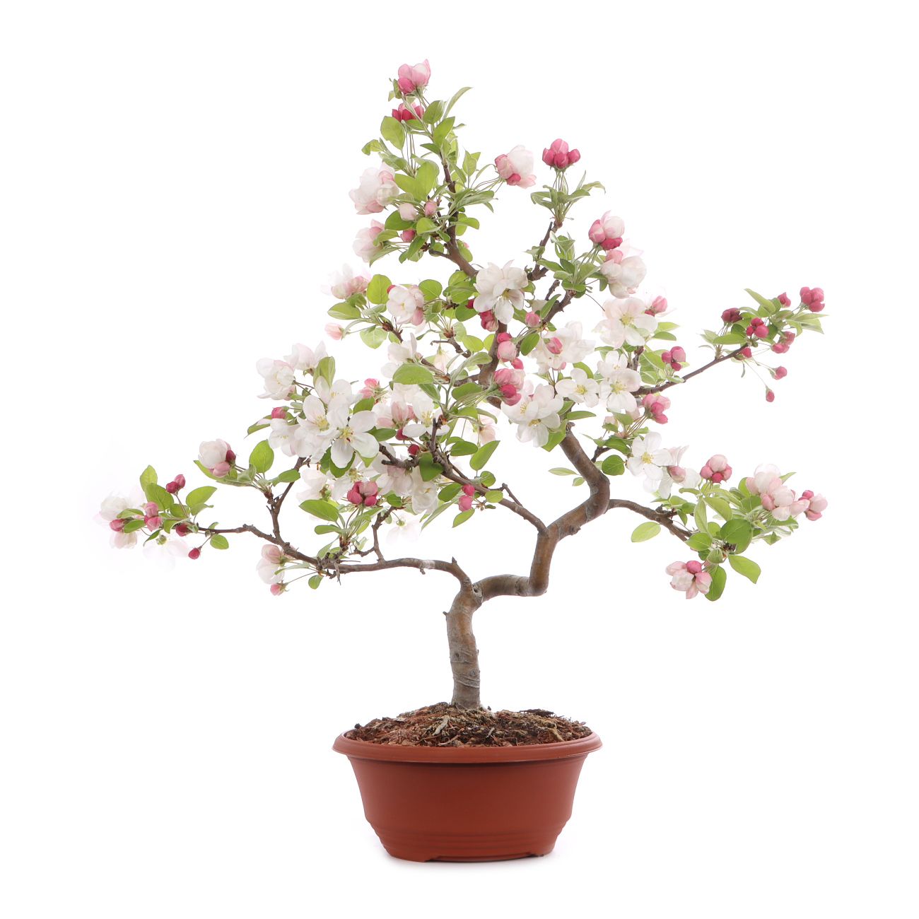 Malus spec.