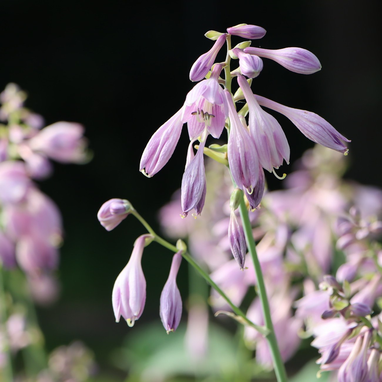 Blüte