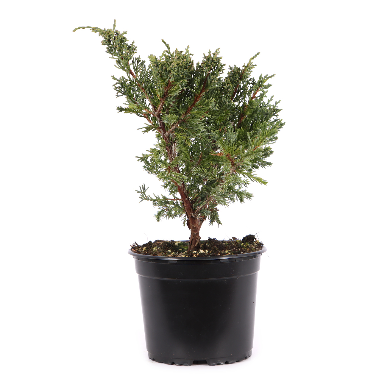 Juniperus chinensis ‘Blaauw‘