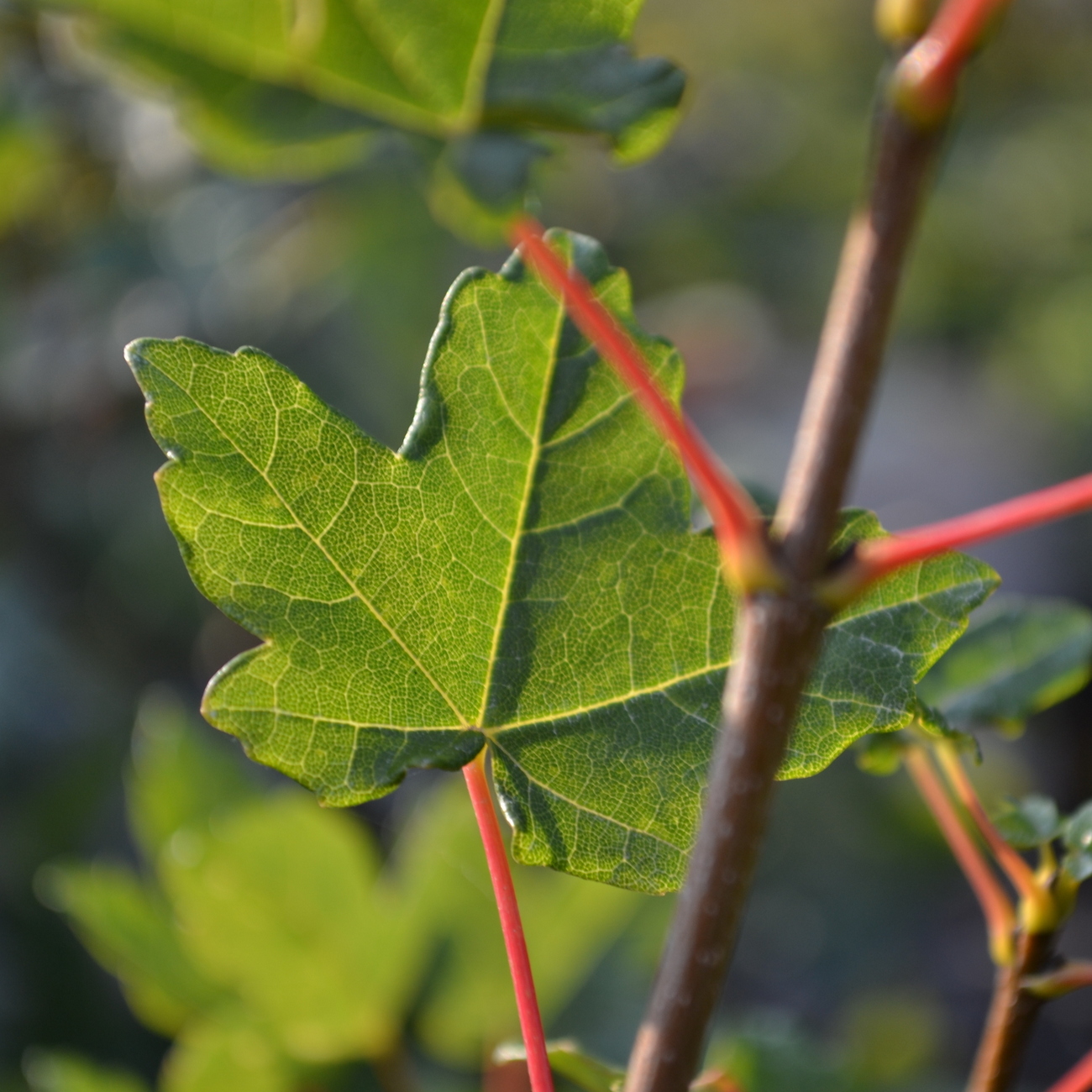 Sommerlaub