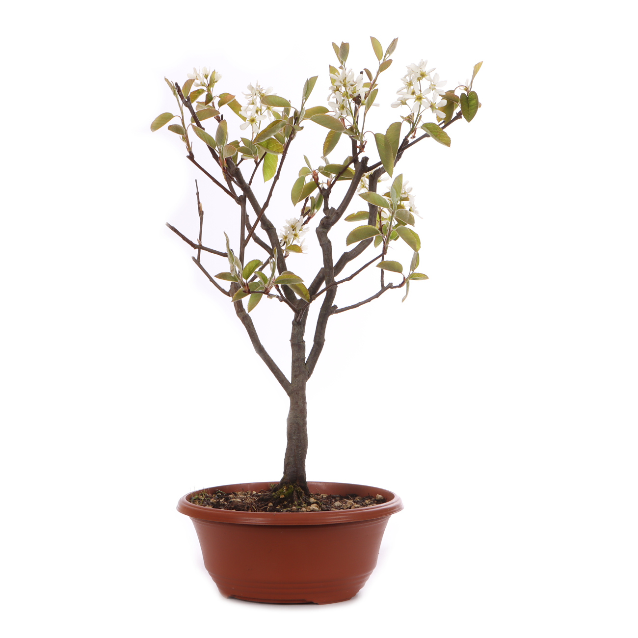 Amelanchier ovalis